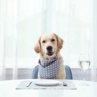 Golden retriever sitting to a dinner table with a plate, utensils and a wine glass of water on the table in front of them
