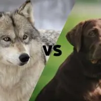 Picture of a wolf and one of a chocolate lab meeting in the middle on the diagonal with the letters VS in the middle