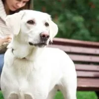 White labrador retriever standing next to owner sitting on a park bench