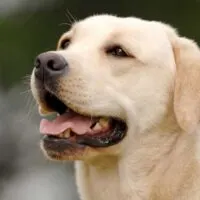 Close up portrait of a yellow labrador retriever