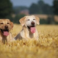 Two yellow labs laying in a field