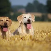 Two yellow labs laying in a field