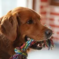 Golden retriever with rope toy in its mouth