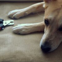 Tan dog laying down, looking away from a pair of nail clippers