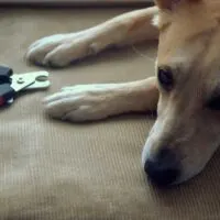 Tan dog laying down, looking away from a pair of nail clippers