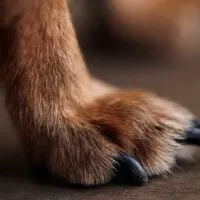 Close up, side view of a dog's paw and nails