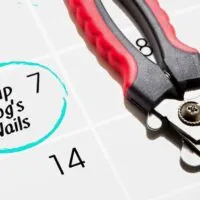 Dog nail clippers laying on calender with 