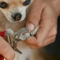 Chihuahua having its nails clipped