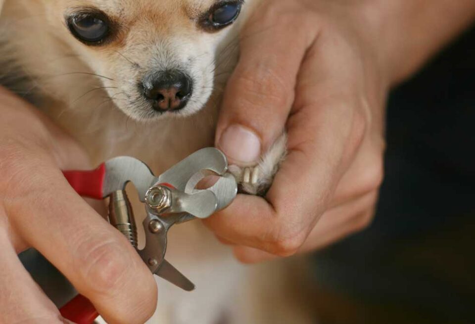 How To Cut Chihuahua Nails - PatchPuppy.com
