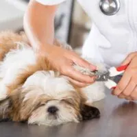 Shih Tzu laying on a table having its nails trimmed by a person in a lab coat and wearing a stethoscope