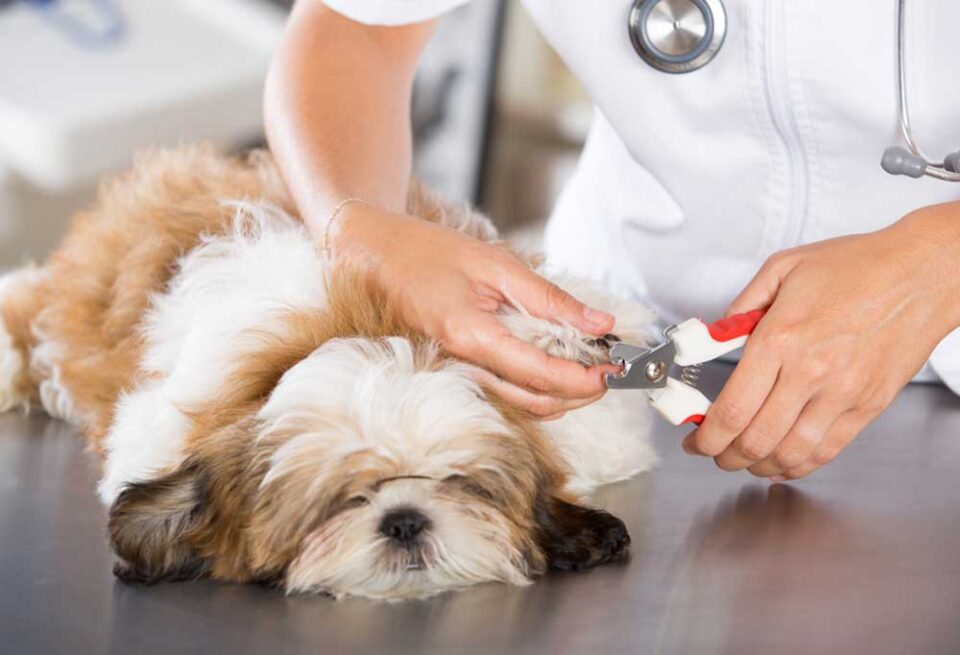 View of How To Cut Shih Tzu Nails - PatchPuppy.com