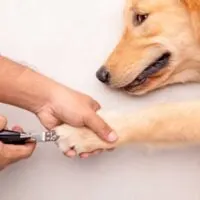Yellow lab laying on a white background while a set of hands trims its nails