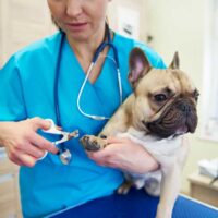 Woman in blue scrubs trimming a pugs nails