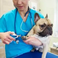 Woman in blue scrubs trimming a pugs nails
