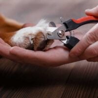 Paw being held in a human hand while another hand uses nail clippers to trim its nail.