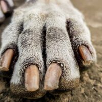 Large grey dog paw resting on dirt