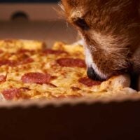 jack Russell Terrier eating pizza from a pizza box
