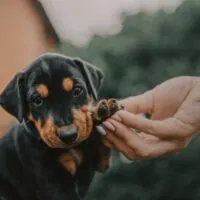 rottweiler puppy with its paw being held in a human hand