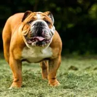English Bulldog standing in grass