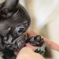 French bulldog puppy having its nails trimmed