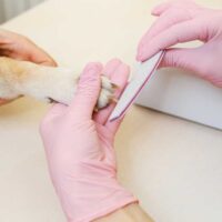 Pair of pink gloved hands filing a dogs nails