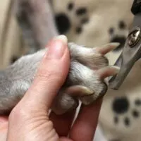 Dog paw being held by human hand as nails are being clipped