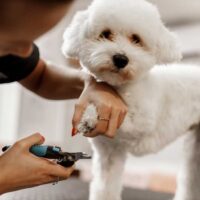 Groomer clipping the nails of a small poodle