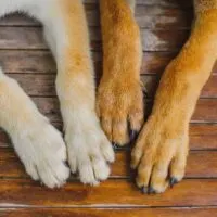 Front paws of 2 dogs on a wooden surface facing the camera
