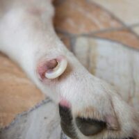 Dog paw with dew claw curled into the skin