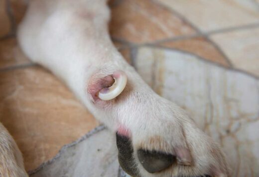 What To Do When My Dog s Nail Is Curled Into The Paw PatchPuppy