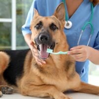 German Shepherd on an exam table with a person in scrubs, wearing a stethoscope, scrubbing the dog's teeth with a toothbrush