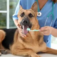 German Shepherd on an exam table with a person in scrubs, wearing a stethoscope, scrubbing the dog's teeth with a toothbrush