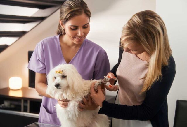 How to Train Your Dog to Be Calm During Nail Trimming | Vet Guide