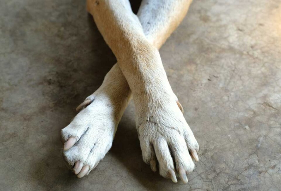How Often Do I Need to Trim My Dog's Nails?