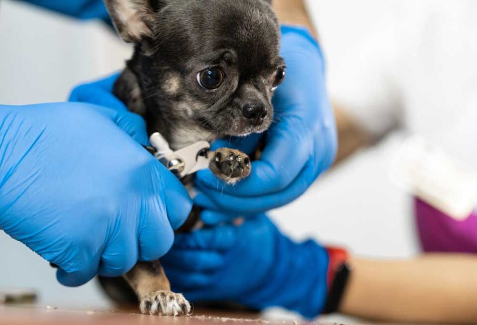 How To Cut Chihuahua Nails - PatchPuppy.com