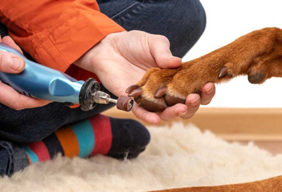 How to Cut Dog Nails at Home