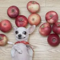 Overhead view of a white chihuahua laying on its back surrounded by red apples