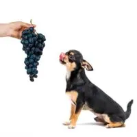 Human hand holding out a bunch of grapes to a black and tan chihuahua isolated on a white background