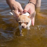 Chihuahua being held in human hands just above the lake surface to swim