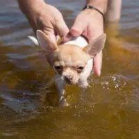 Chihuahua being held in human hands just above the lake surface to swim
