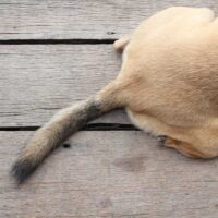 butt end view of a tan dog laying on a wooden deck