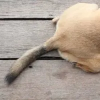 butt end view of a tan dog laying on a wooden deck