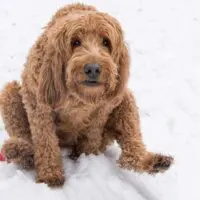 Furry brown dog dragging it's butt through snow