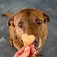 Overhead view of a dog being given a heart shaped treat