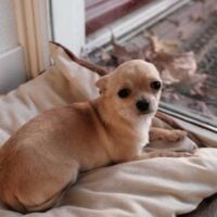 Chihuahua on a dog bed in front of a window