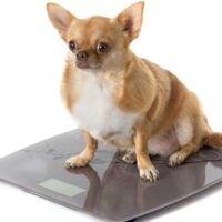 Overweight chihuahua sitting on a scale, isolated on a white background.