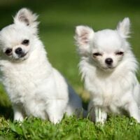 2 white chihuahuas sitting in grass outdoors