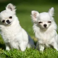 2 white chihuahuas sitting in grass outdoors