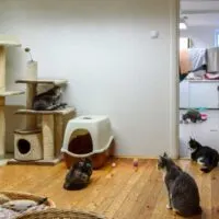 Cats in a room with cat towers and litter boxes