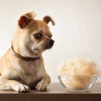 Chihuahua laying on a table next to a bowl of shedded dog hair